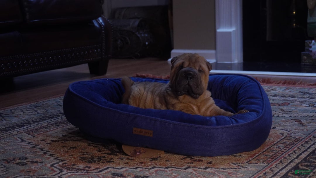Shar Pei dogs for sale: Rolo - Image 3