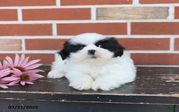 Shih Tzu dogs for sale: Drew - Image 2