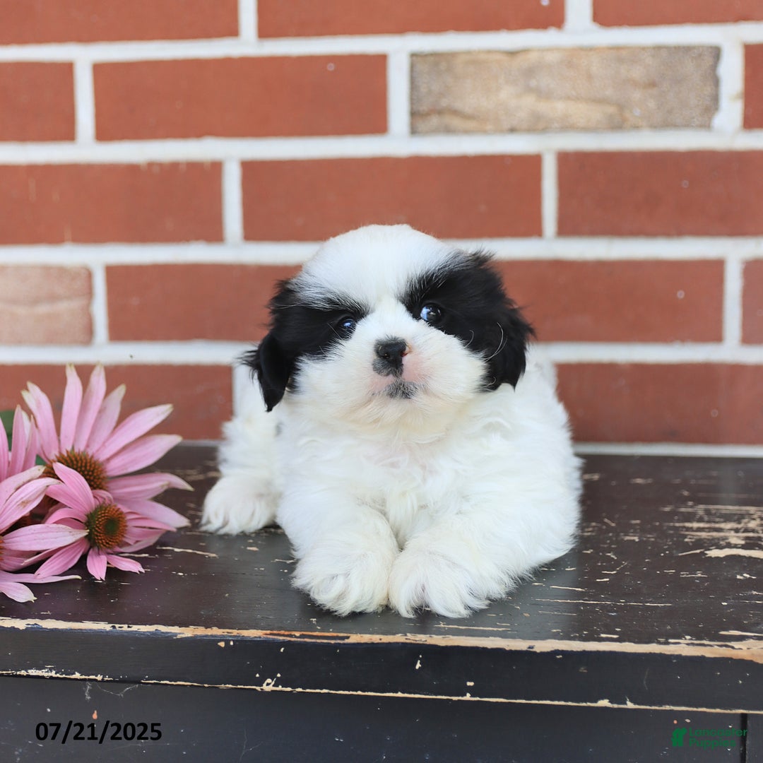 Shih Tzu dogs for sale: Drew - Image 2