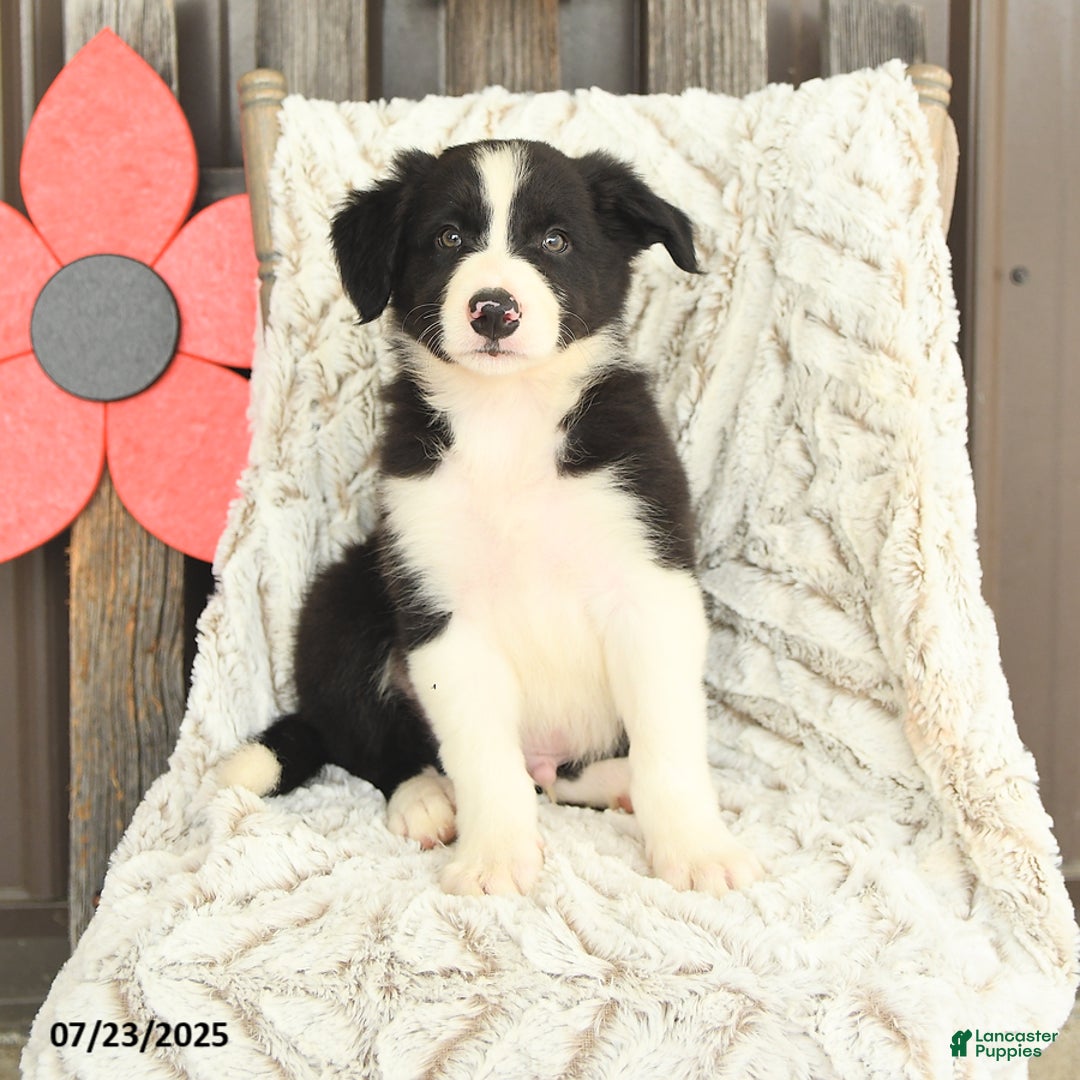 Border Collie dogs for sale: Nudge - Image 1