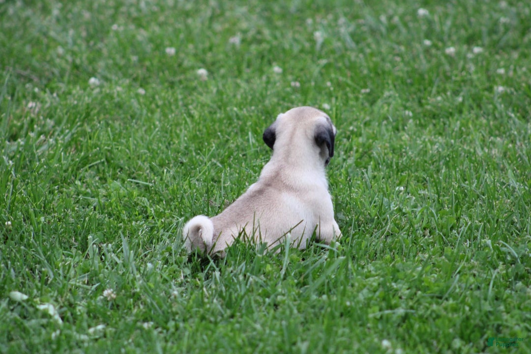 Pug dogs for sale: Galen - Image 11