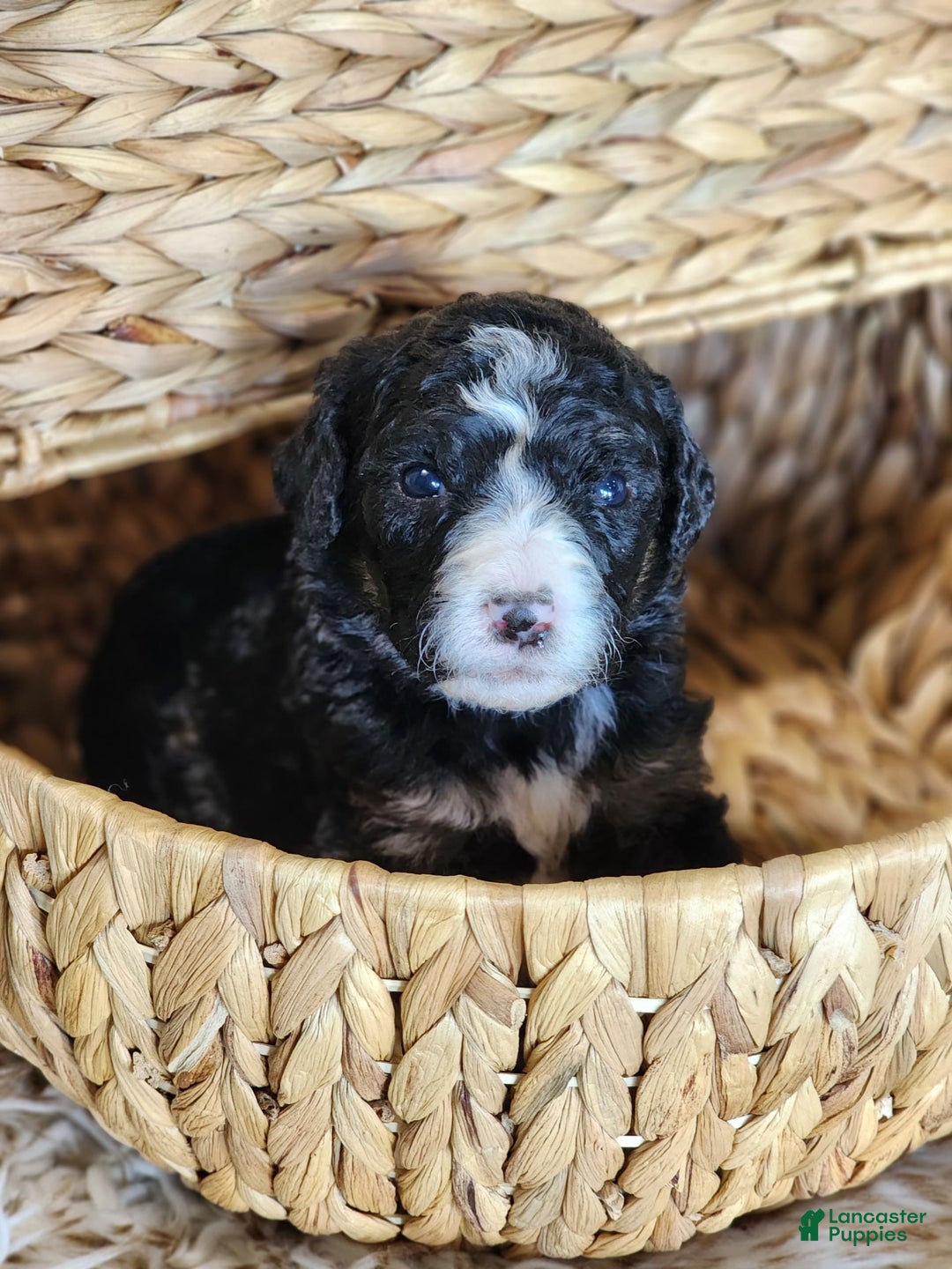 Bernedoodle dogs for sale: Christa - Image 10