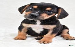 Beabull dogs for sale: Theo - Image 6