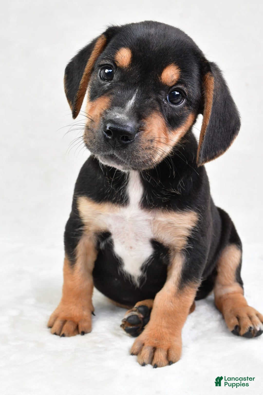 Beabull dogs for sale: Theo - Image 6