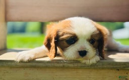 Cavalier King Charles Spaniel dogs for sale: Marble - Image 7