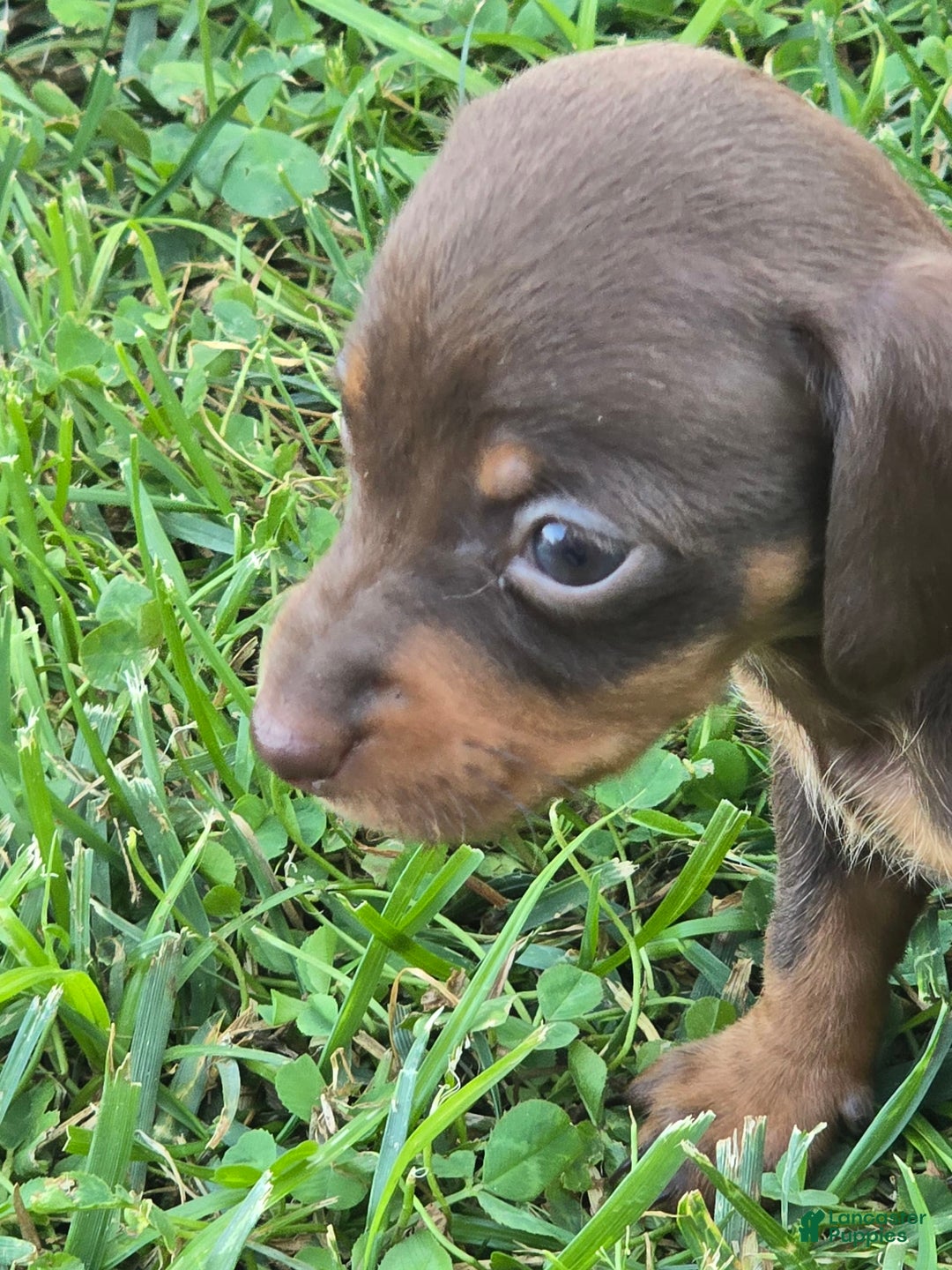 Dachshund dogs for sale: Daisy - Image 11