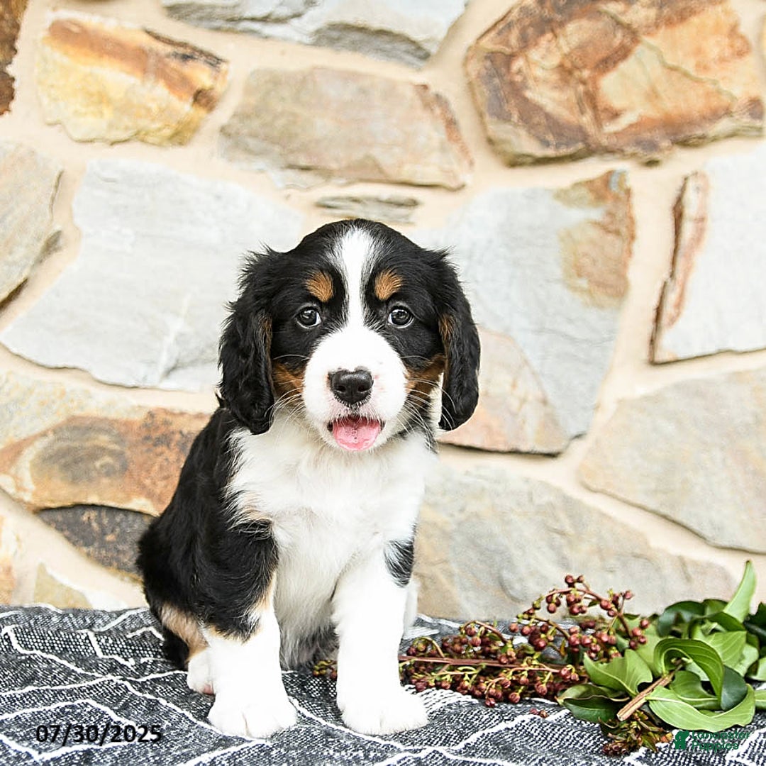 Miniature Bernese Mountain Dog dogs for sale: Maple - Image 5
