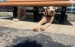 Goldendoodle dogs for sale: Multigenerational Mini Goldendoodles - Image 10