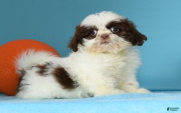 Shih Tzu dogs for sale: Mickey - Image 1