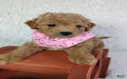 Mini Goldendoodle dogs for sale: Pixie Purple Collar Toy Size - Image 3
