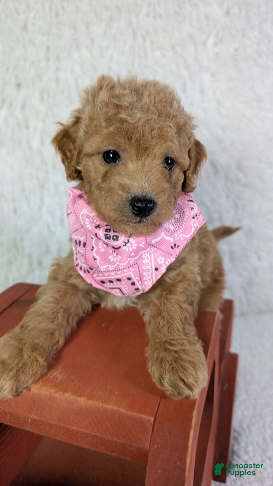 Mini Goldendoodle dogs for sale: Pixie Purple Collar Toy Size - Image 3