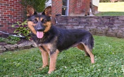 German Shepherd dogs for sale: Austin - Image 8