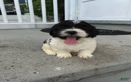 Malshi dogs for sale: Unknown - Image 2