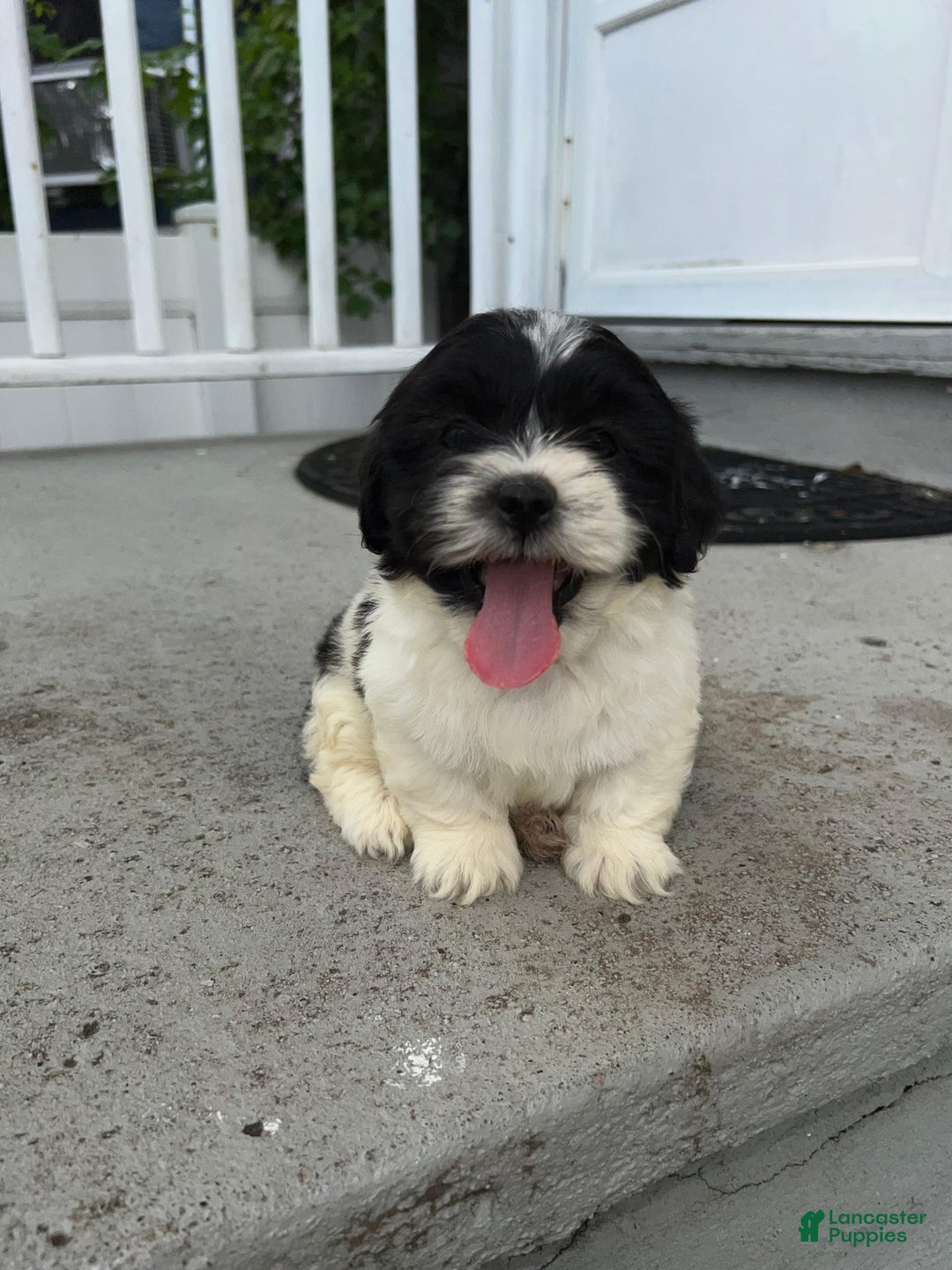 Malshi dogs for sale: Unknown - Image 2