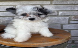 Pomapoo dogs for sale: Maverick - Image 13