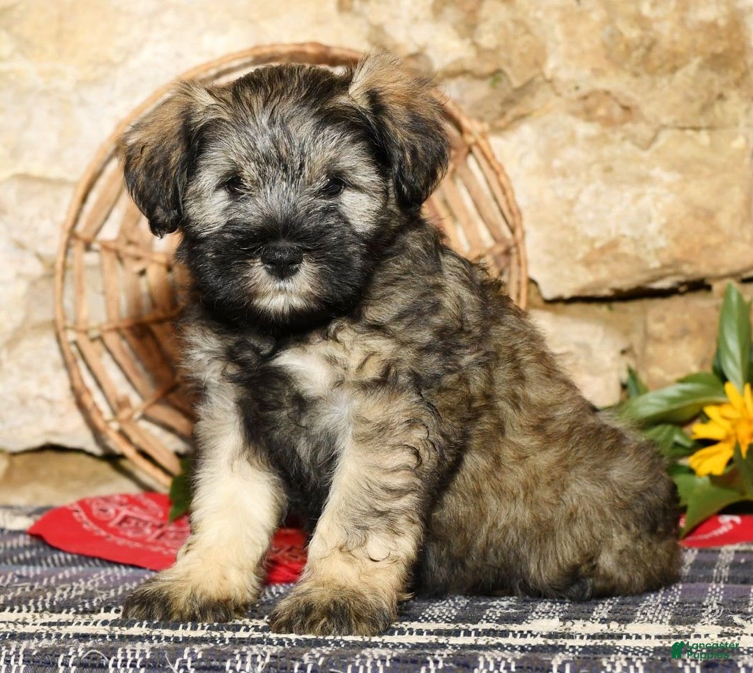 Miniature Schnauzer dogs for sale: Lilly - Image 5