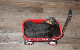 Airedale Terrier dogs for sale: Andy - Image 4