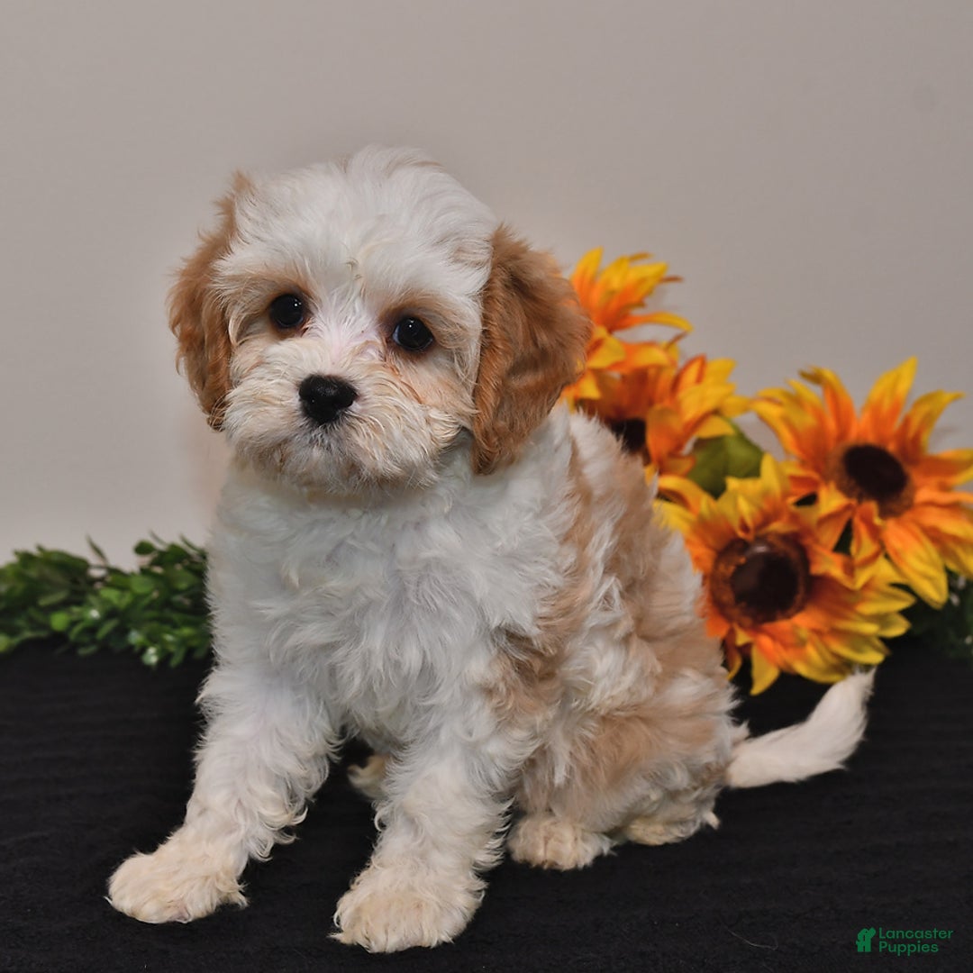 Cavapoo dogs for sale: Jade - Image 2