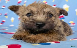 Cairn Terrier dogs for sale: Elvis - Image 4