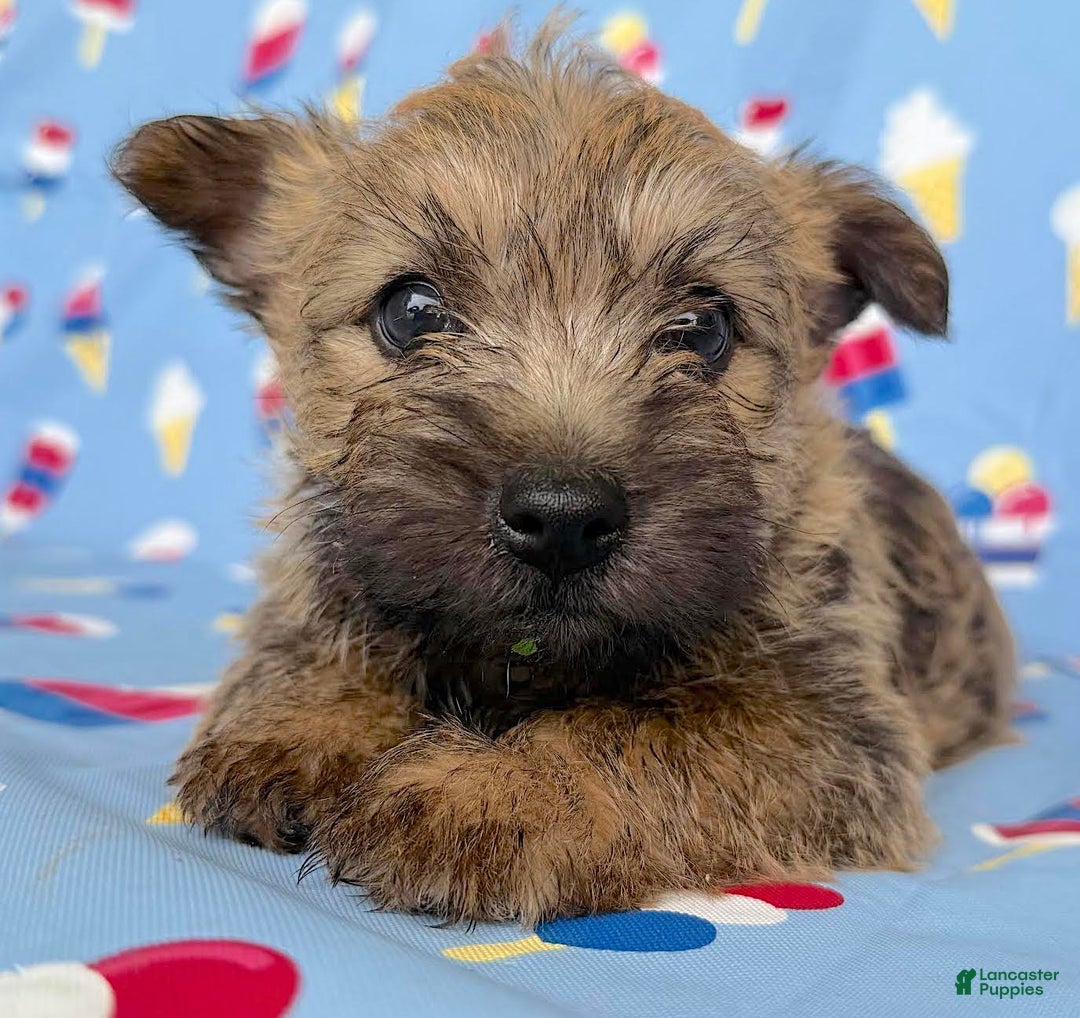 Cairn Terrier dogs for sale: Elvis - Image 4