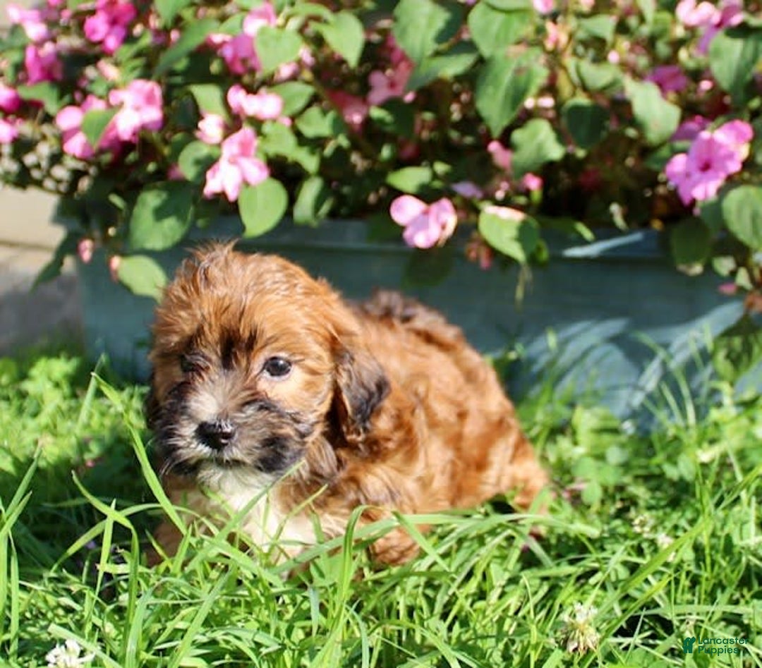 Shihpoo dogs for sale: Layla - Image 4