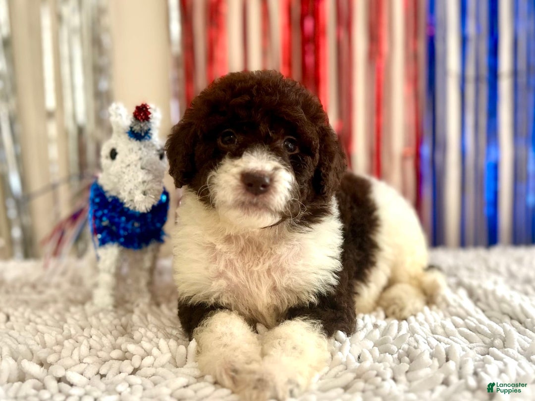 Aussiedoodle dogs for sale: Dixie - Image 1