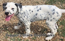 Dalmatian dogs for sale: Peppers Black Boy - Image 20