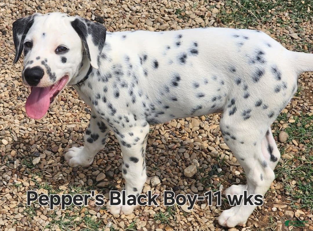 Dalmatian dogs for sale: Peppers Black Boy - Image 20