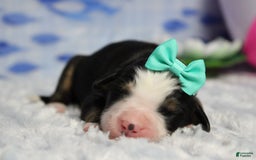 Bernese Mountain Dog dogs for sale: Pebbles - Image 1