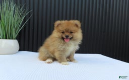 Pomeranian dogs for sale: SALLY - Image 3
