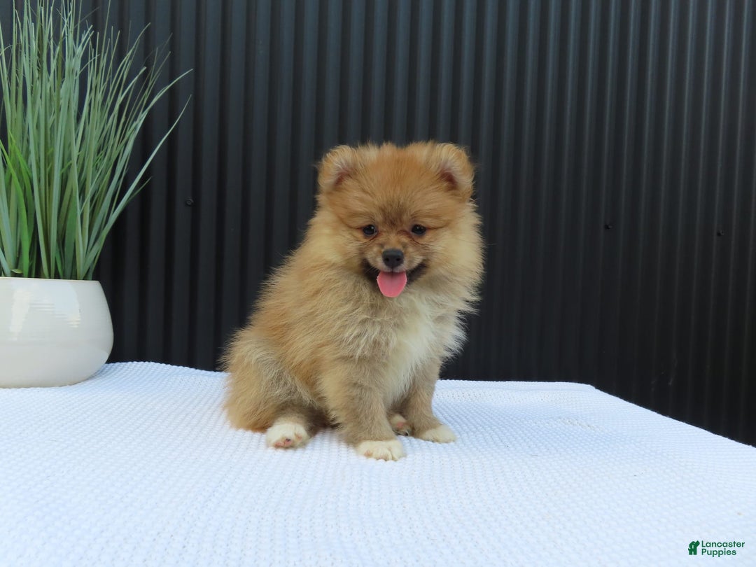 Pomeranian dogs for sale: SALLY - Image 3