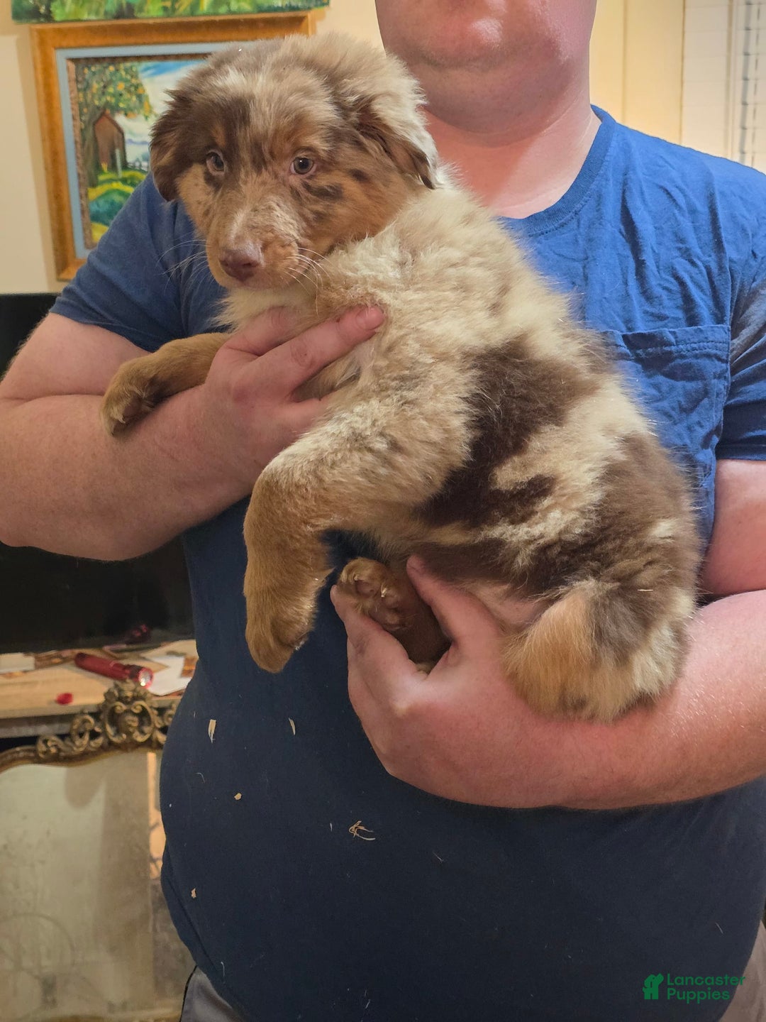 Australian Shepherd dogs for sale: Teddi - Image 7