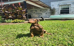 Doberman Pinscher dogs for sale: Daisy - Image 4