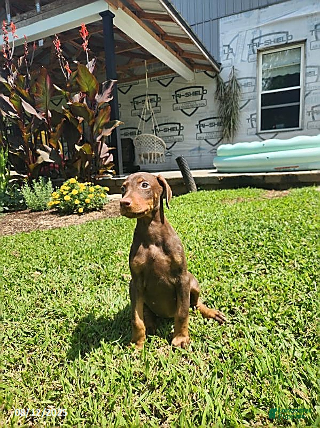 Doberman Pinscher dogs for sale: Daisy - Image 4