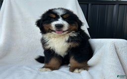 Bernese Mountain Dog dogs for sale: Bailey - Image 11