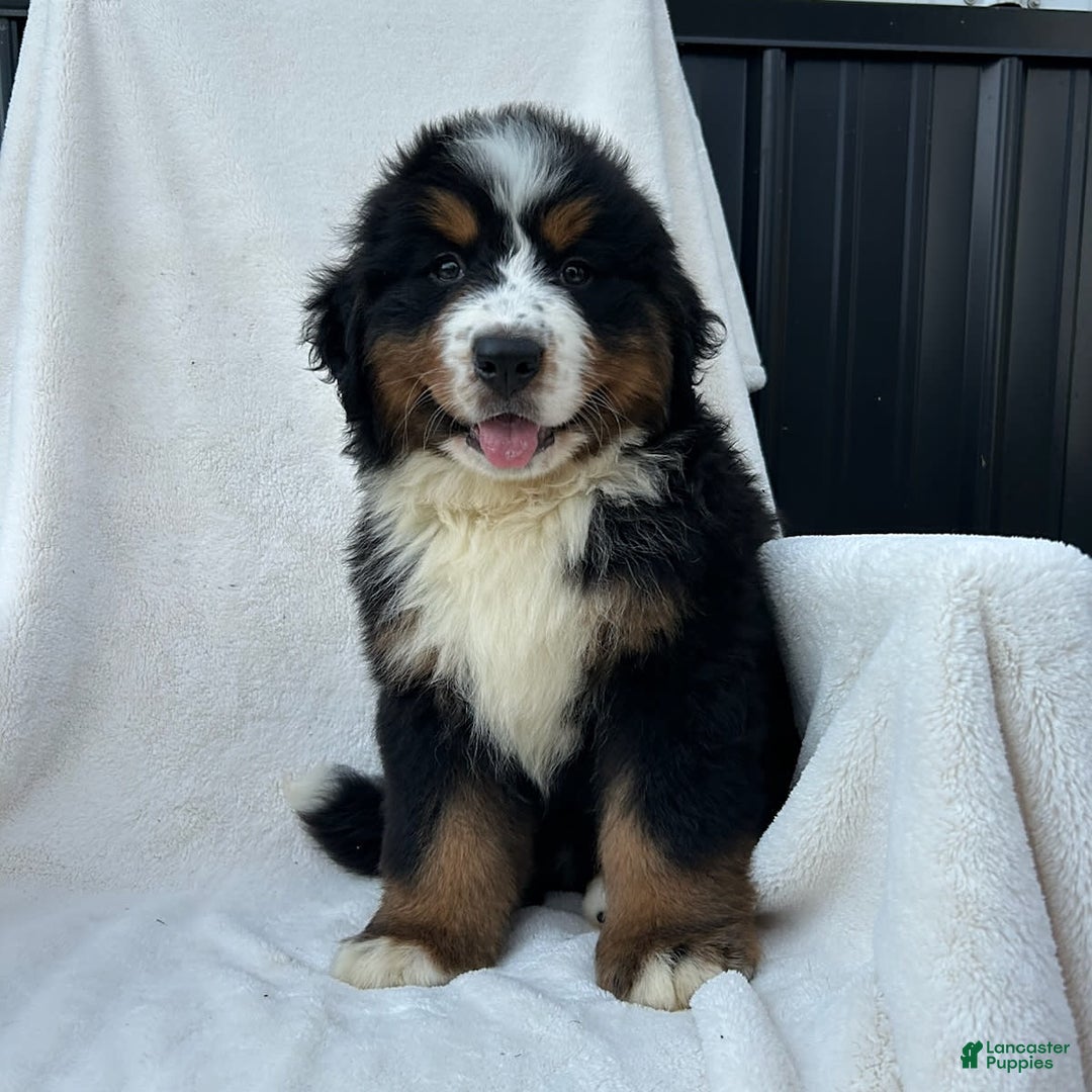 Bernese Mountain Dog dogs for sale: Bailey - Image 11