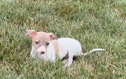 Italian Greyhound dogs for sale: Noel - Image 8