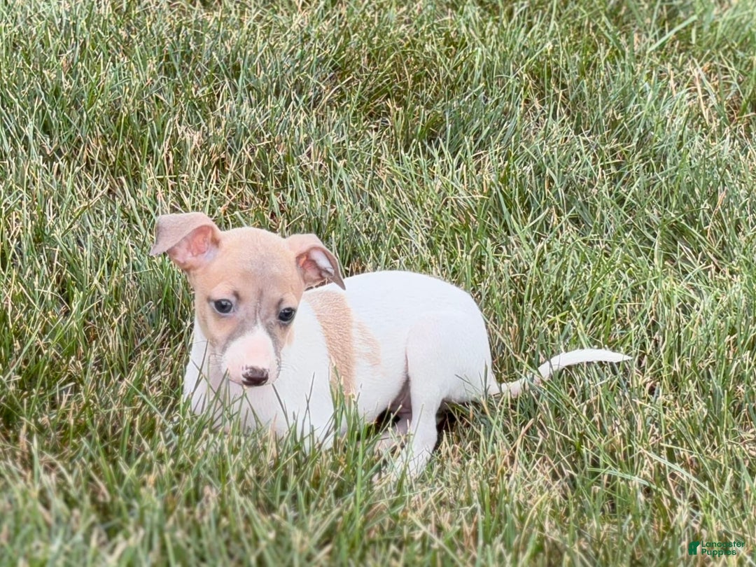 Italian Greyhound dogs for sale: Noel - Image 8