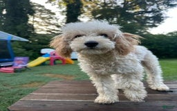 Toy Poodle dogs for sale: Sasha - Image 2