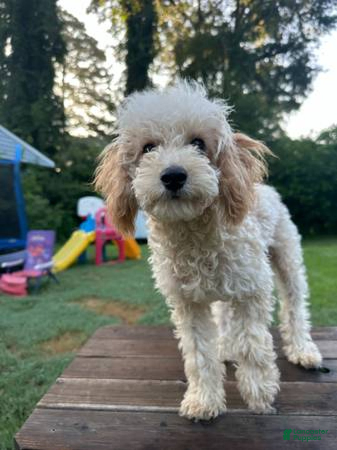 Toy Poodle dogs for sale: Sasha - Image 2