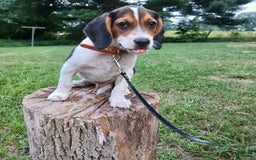 Beagle dogs for sale: Mason - Image 3
