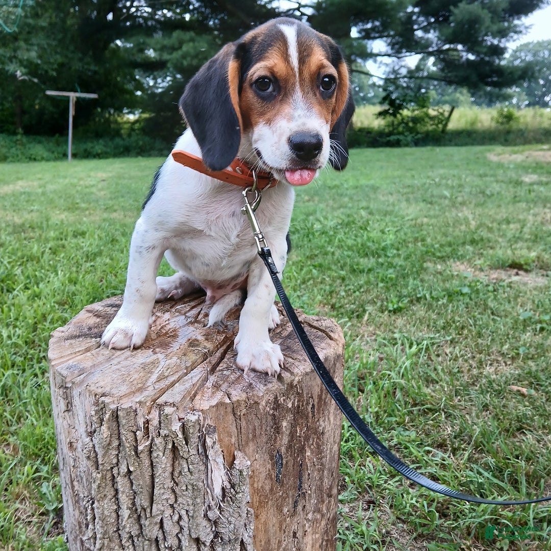 Beagle dogs for sale: Mason - Image 3