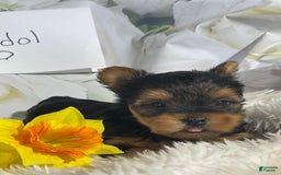 Yorkshire Terrier dogs for sale: Daffodil - Image 4