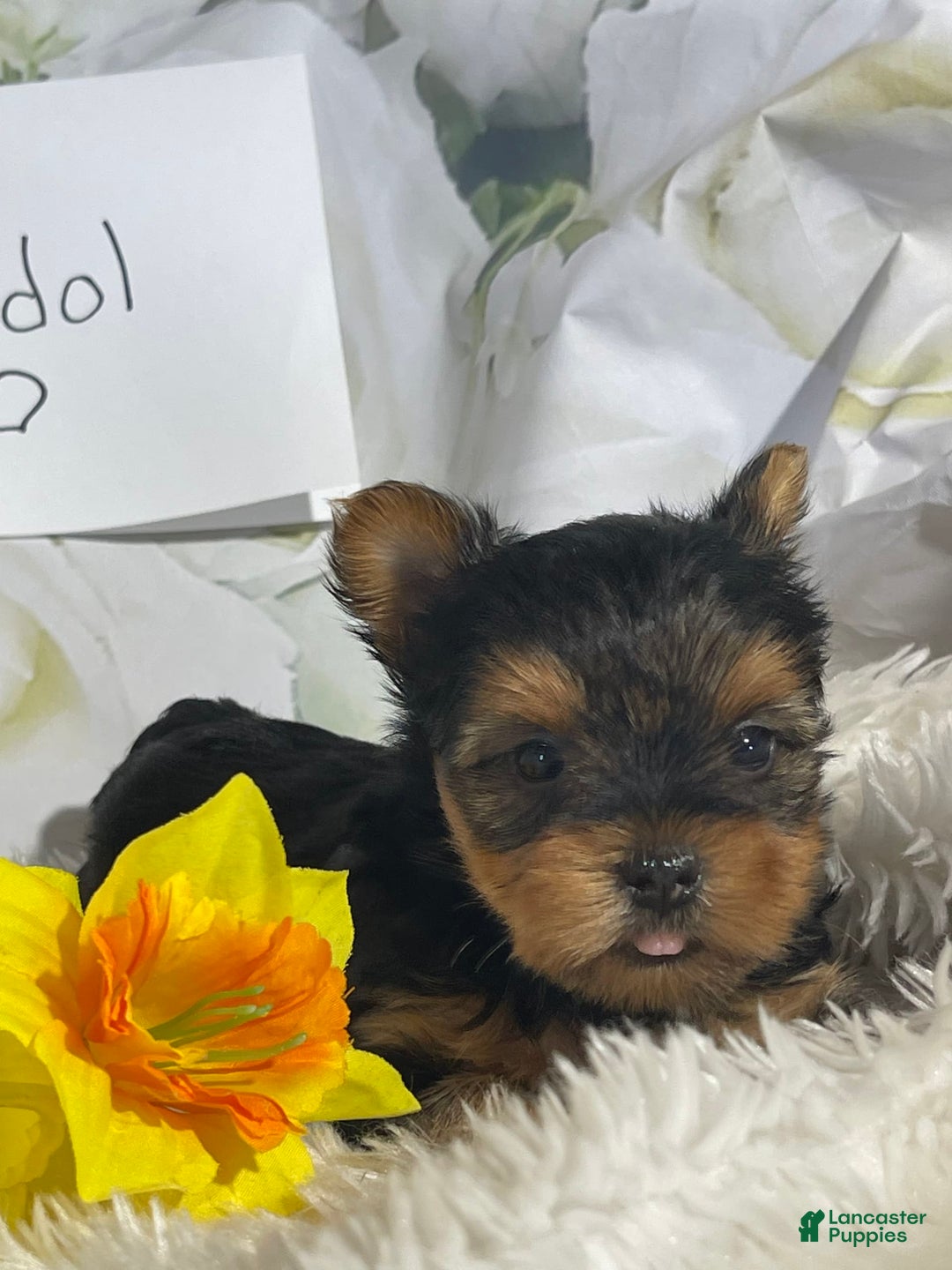 Yorkshire Terrier dogs for sale: Daffodil - Image 4