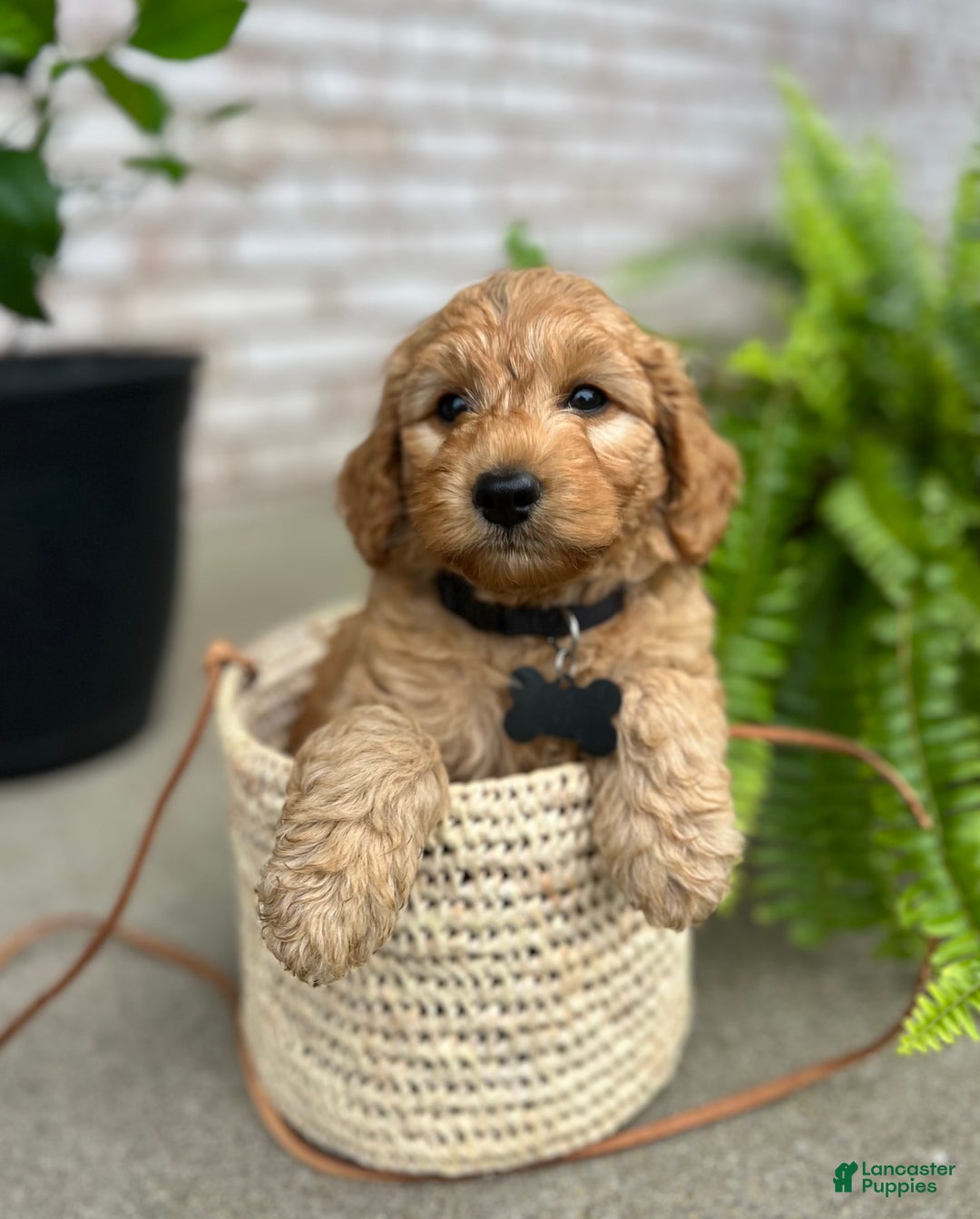 Goldendoodle dogs for sale: Charlie - Image 3