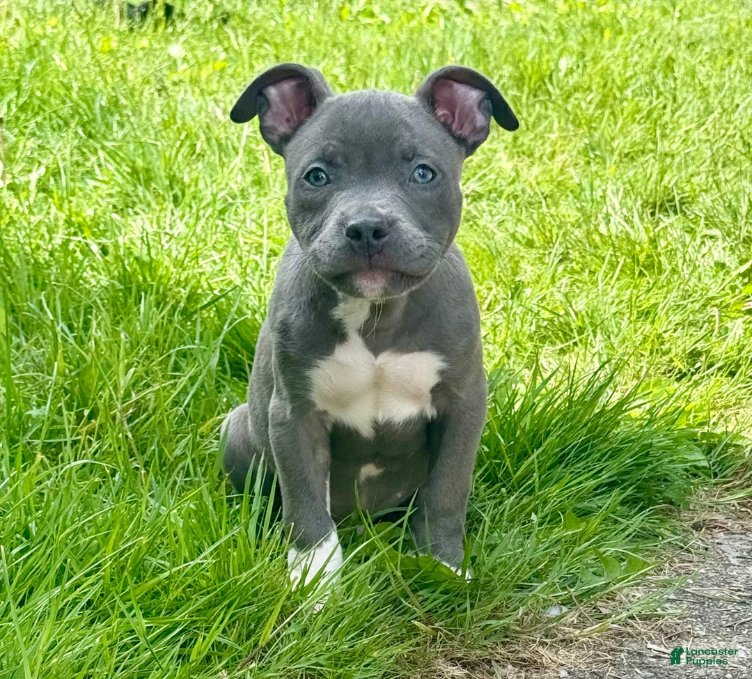 American Bully dogs for sale: Moon - Image 3