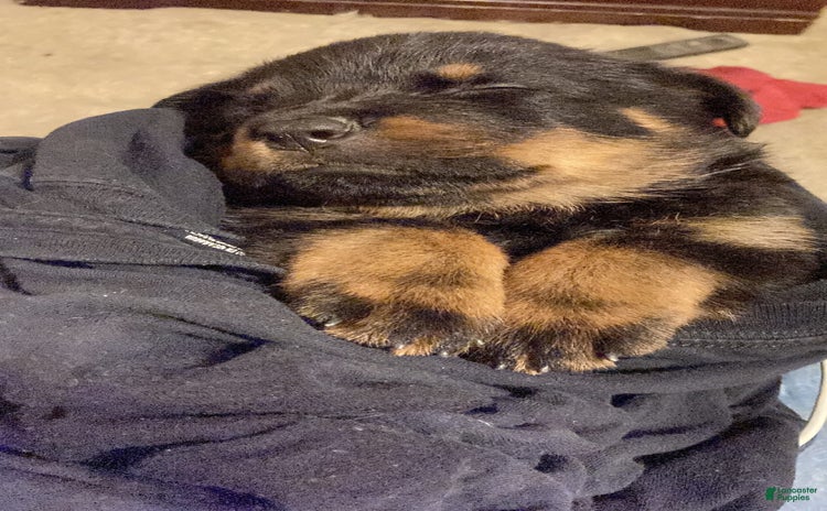 Rottweiler dogs for sale - Ad 2