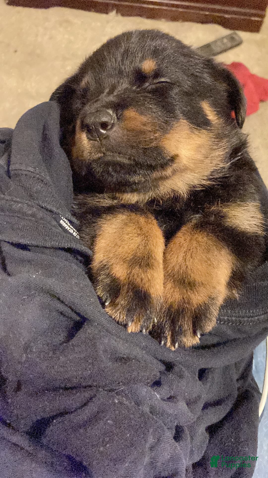 Rottweiler dogs for sale: Romeo - Image 1