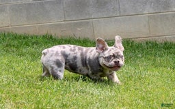 French Bulldog dogs for sale: Parker - Image 3