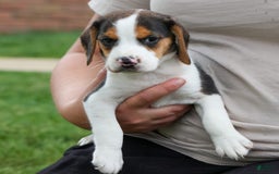 Beagle dogs for sale: Kylo - Image 21